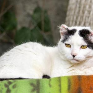 Blanquita