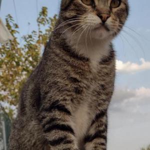 Patorras