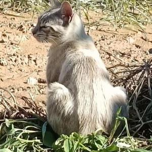 Clarita 