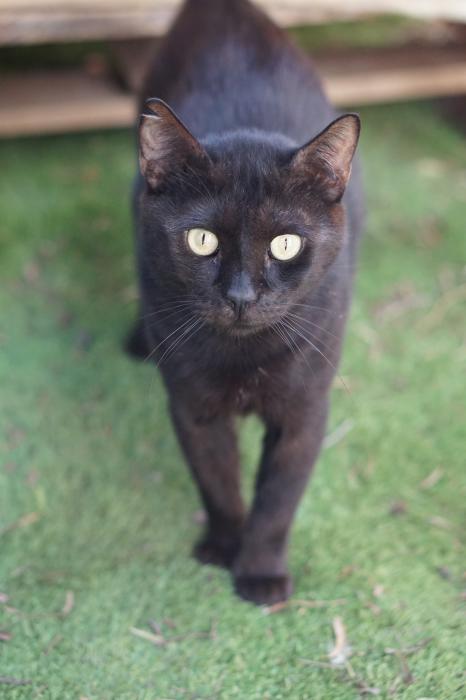 Tobias